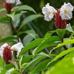 Costus speciosus Çiçeği Tohumu(5 tohum)