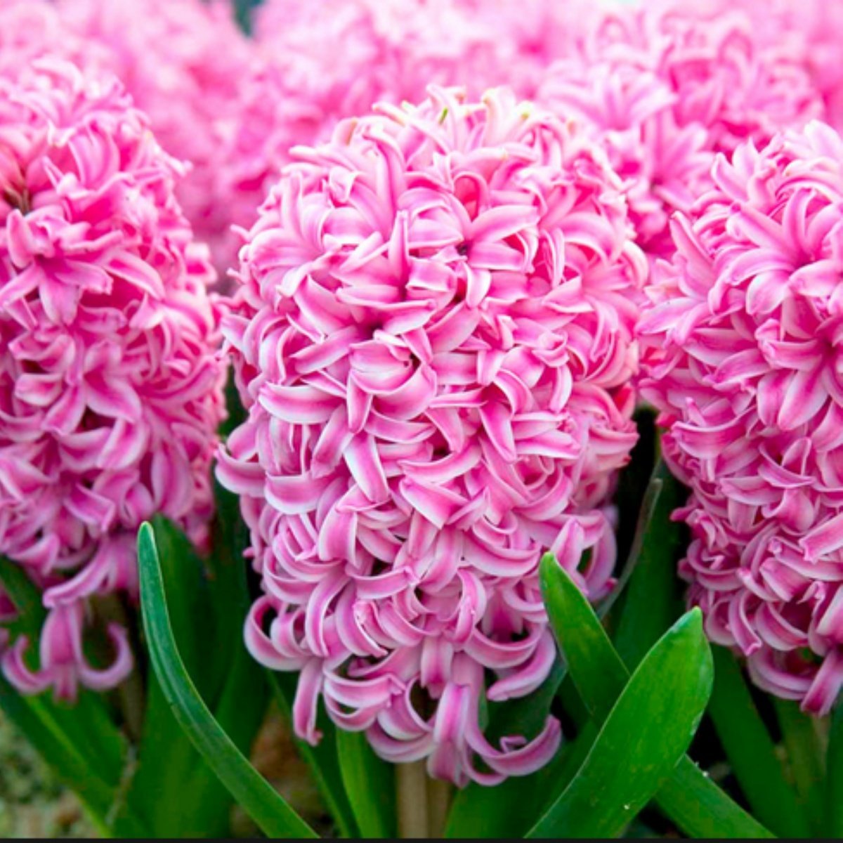 Pink Pearl Pembe Kokulu Hyacinthus Sümbül Soğanı (3 adet)