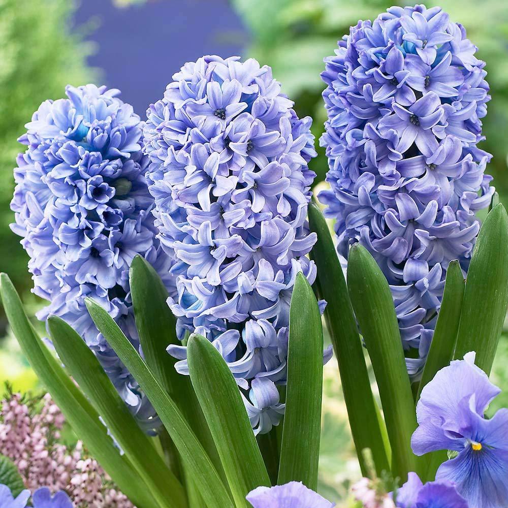 Mavi Delft Blue Hyacinthus Sümbül Soğanı (3 adet)