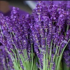 Lavandula Angustifolia Lavanta Tohumu (10000 tohum)