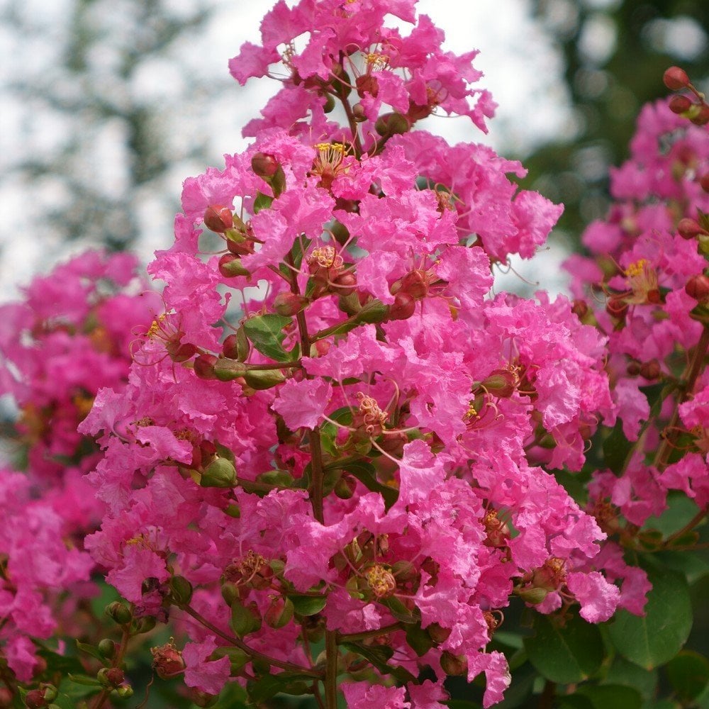 Tüplü Pembe Renkli Oya Ağacı Fidanı (200-300 cm)