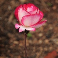 Tüplü Aşılı Liberty Bell Yediveren Pembe Beyaz Gül Fidanı