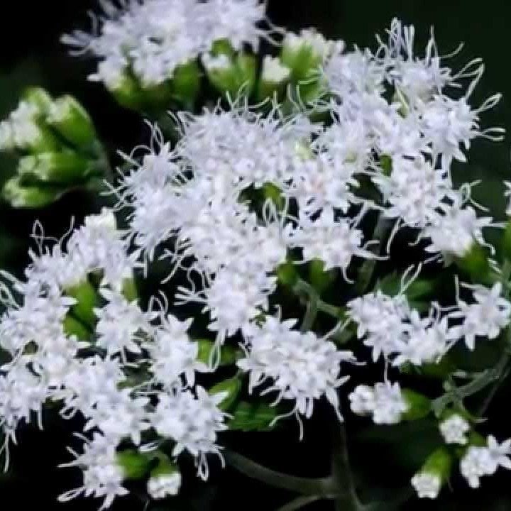 Boneset Çiçeği Tohumu(50 tohum)