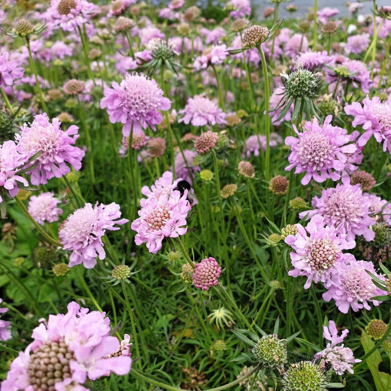 Lila Renkli Uyuz Otu(Scabiosa Çiçeği)  Tohumu(20 tohum)