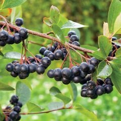 3 Adet Tüplü Siyah Aronya (Black Aronia) Chokoberry Fidanı