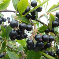 3 Adet Tüplü Siyah Aronya (Black Aronia) Chokoberry Fidanı