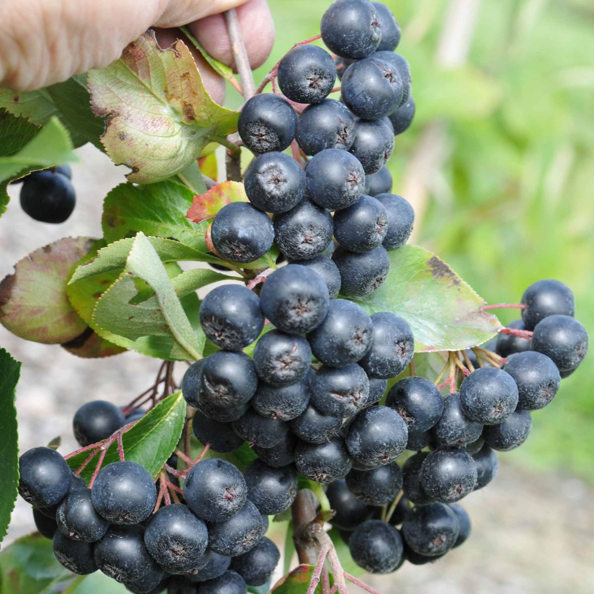 3 Adet Tüplü Siyah Aronya (Black Aronia) Chokoberry Fidanı