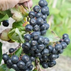 5 Adet Tüplü Siyah Aronya (Black Aronia) Chokoberry Fidanı