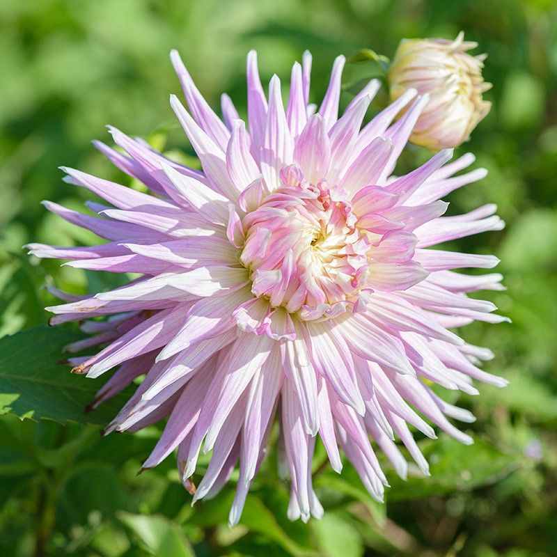Özel Renk Kiev Dahlia Yıldız Çiçeği Yumrusu (1 adet )