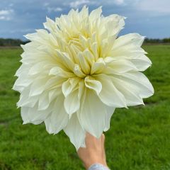 Büyük Çiçekli Fleurel Dahlia Yıldız Çiçeği Yumrusu (1 adet )