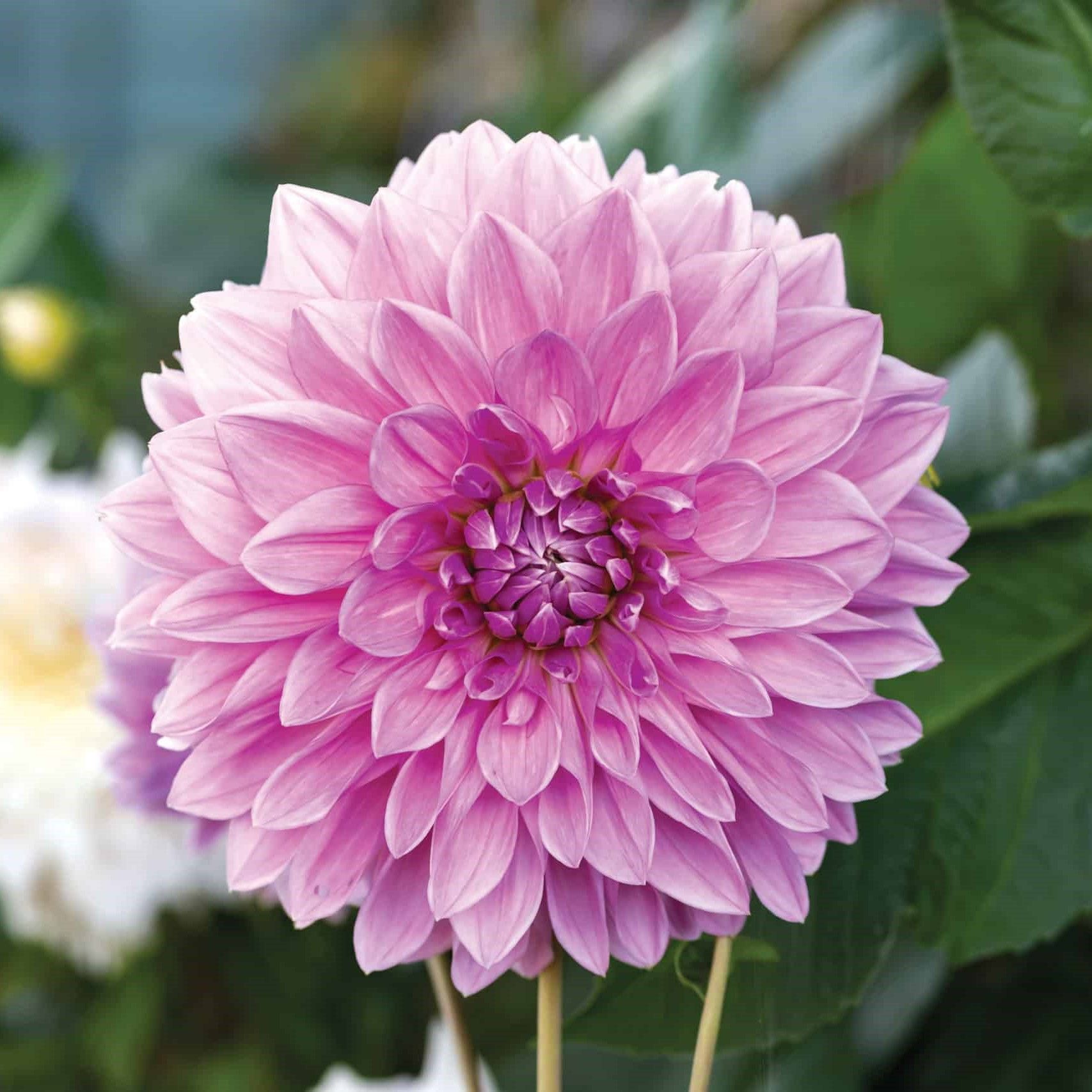 Lavender Perfection Dahlia Yıldız Çiçeği Yumrusu (1 adet )