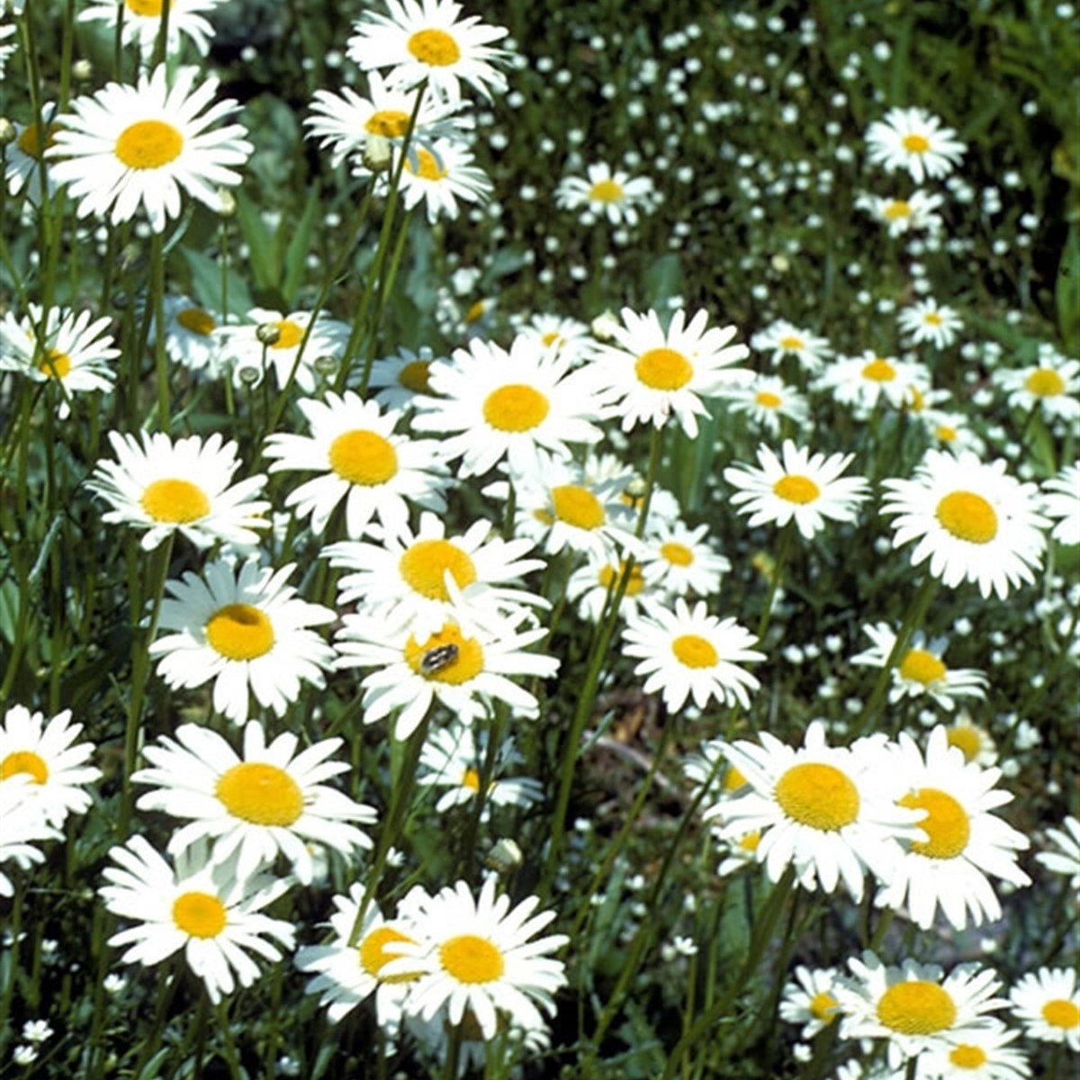 Sarı Papatya German Chamomile Çiçeği Tohumu(100 tohum)