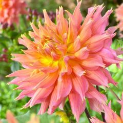 Özel Renk Omega Dahlia Yıldız Çiçeği Yumrusu (1 adet )
