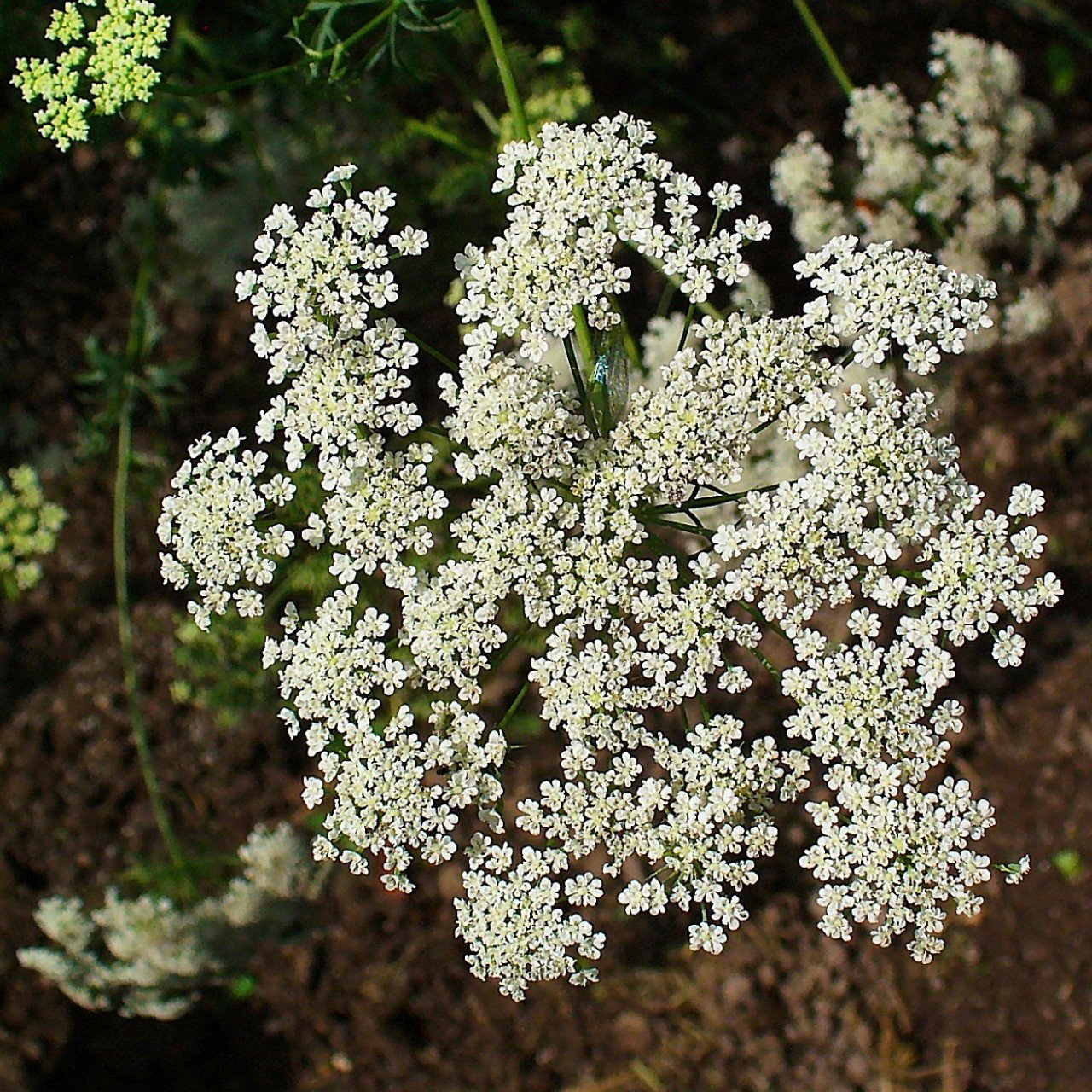 Diş Otu(Yalancı Diş Otu)Ammi Majus Çiçeği  Tohumu(20 tohum)