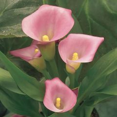 Pembe Renkli Candle Glow Calla Lily Zantedeschia Gala Çiçeği Soğanı (1 Adet)