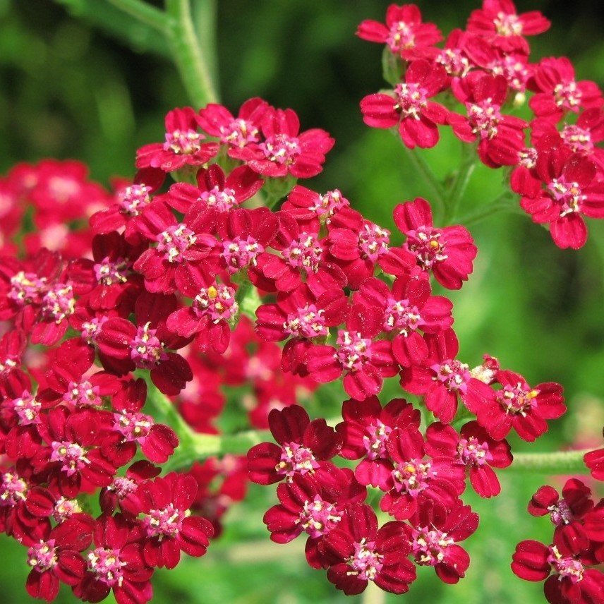 Kırmızı Civan Perçemi(achillea millefolium)  Tohumu(100 tohum)