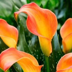 Turuncu Renkli Orange Alert Calla Lily Zantedeschia Gala Çiçeği Soğanı (1 Adet)