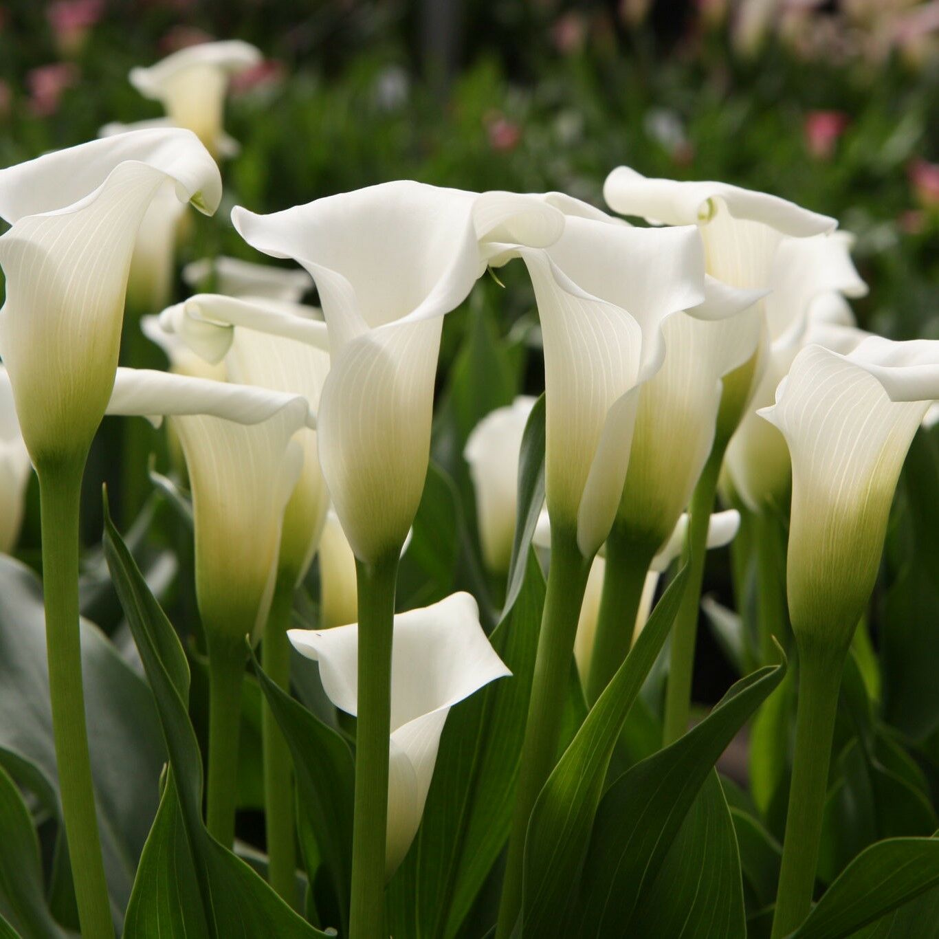 Beyaz Crystal Clear Calla Lily Zantedeschia Gala Çiçeği Soğanı (1 Adet)