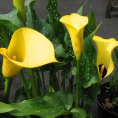 Sarı Renk Hanoi Calla Lily Zantedeschia Gala Çiçeği Soğanı (1 Adet)