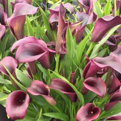 Outback Burgundy Calla Lily Zantedeschia Gala Çiçeği Soğanı (1 Adet)