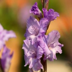 Gladiolus Mor Renk Milka Glayör Çiçeği Soğanı (4 adet)