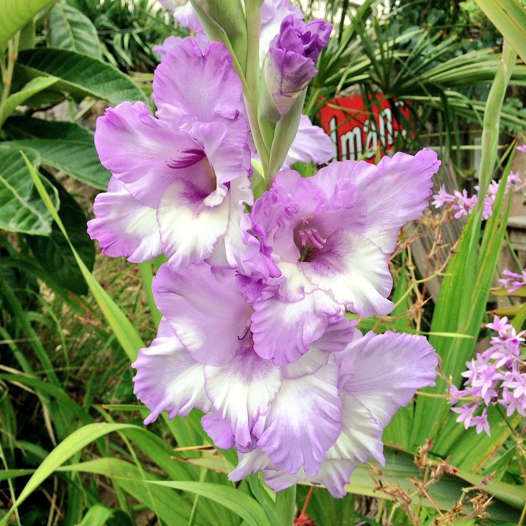 Gladiolus Çift Renk Blue Frost Glayör Çiçeği Soğanı (4 adet)