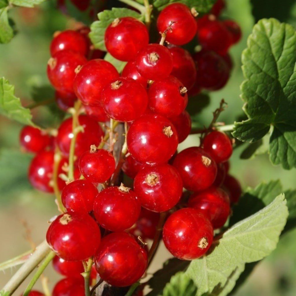 Kırmızı Frenk Üzümü Tohumu (10 Adet)