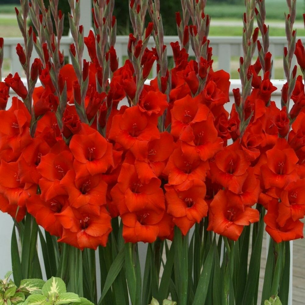 Gladiolus Kırmızı Renk Mascagni Glayör Çiçeği Soğanı (4 adet)