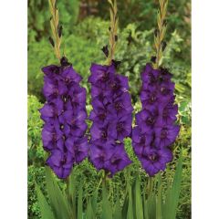 Gladiolus Mor Renk Purple Flora Glayör Çiçeği Soğanı (4 adet)