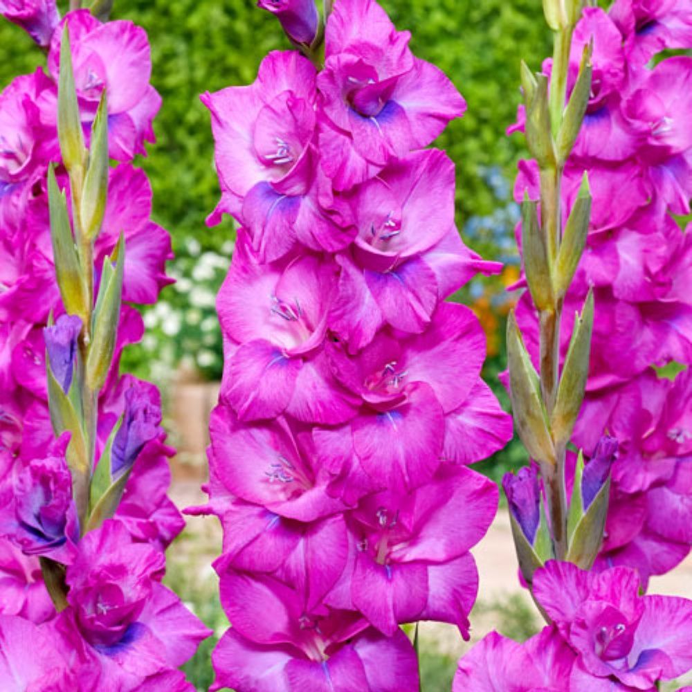 Gladiolus Pembe Renk Fidelio Flora Glayör Çiçeği Soğanı (4 adet)