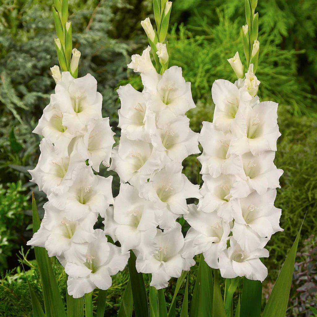 Gladiolus Beyaz Renk White Prosperity Glayör Çiçeği Soğanı (4 adet)