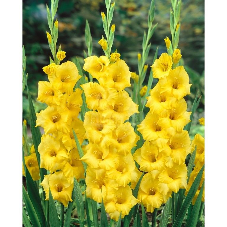 Gladiolus Sarı Renk Jacksonvilla Gold Glayör Çiçeği Soğanı (4 adet)