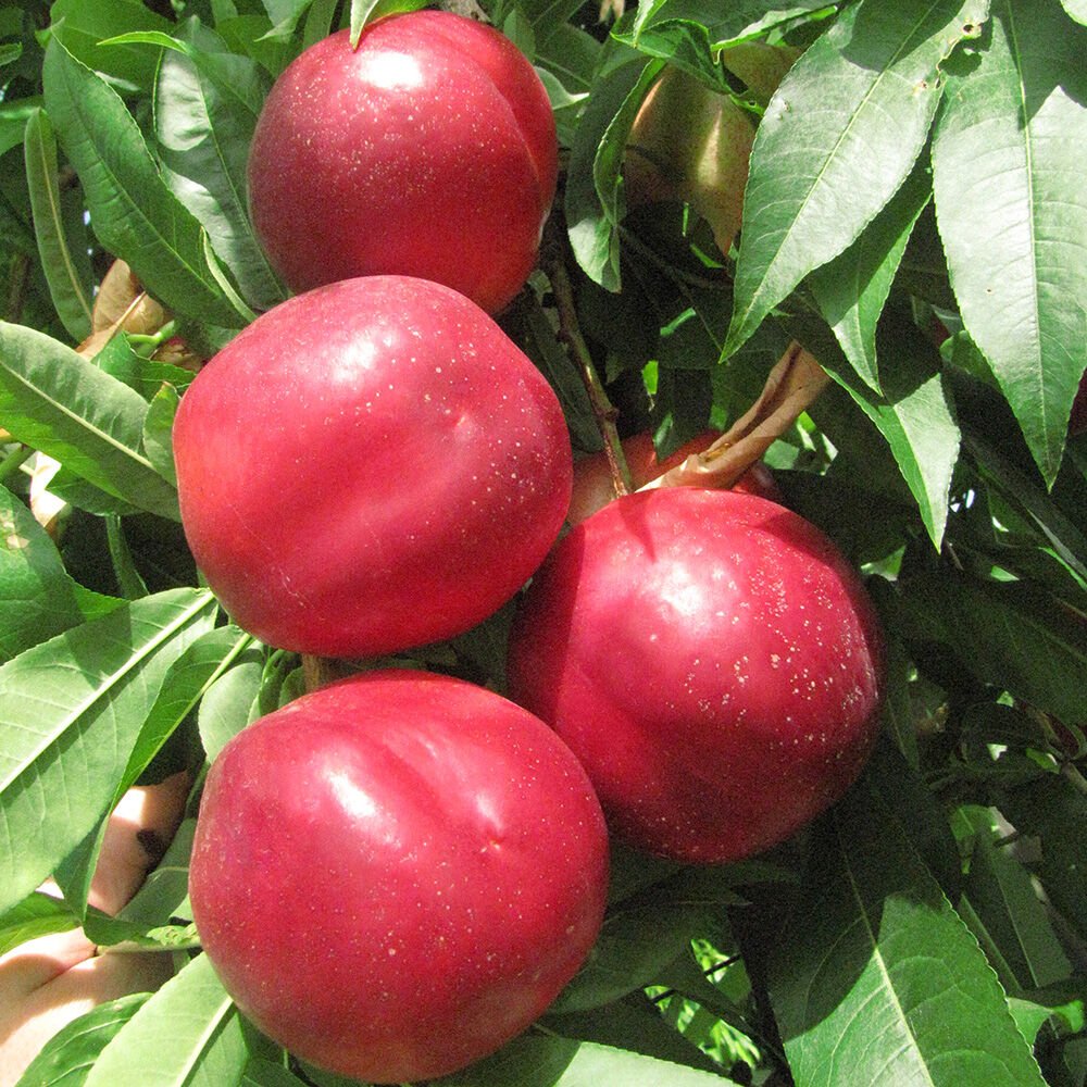 Tüplü Aşılı Yarı Bodur Çok İri Meyveli Double Red Nektarin Fidanı
