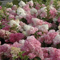 Hydrangea Anomala Pink Lady Ortanca Fidanı