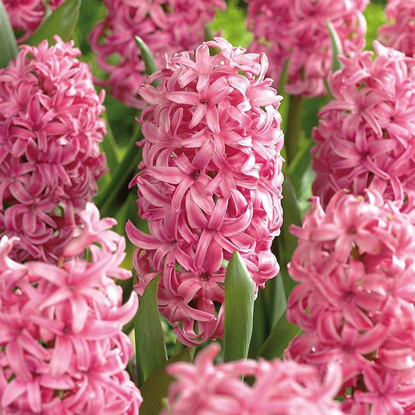 Hyacinthus Pink Surprise Sümbül Soğanı (3 adet)