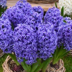 Hyacinthus Yoğun Kokulu Atlantic Sümbül Soğanı(3 adet)