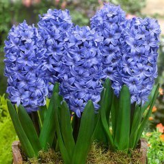 Hyacinthus Yoğun Kokulu Atlantic Sümbül Soğanı(3 adet)