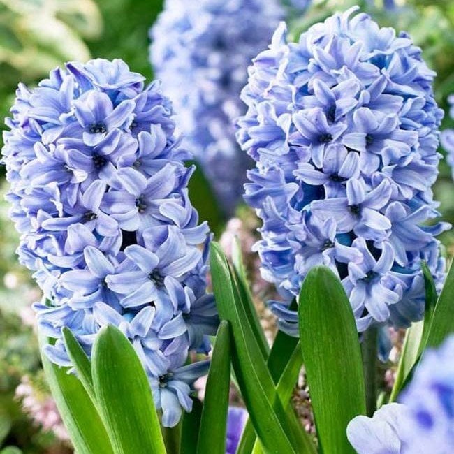 Hyacinthus Yoğun Kokulu Aqua Sümbül Soğanı (3 adet)