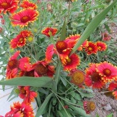 Karışık Gayret Çiçeği (Giallardia Mix) Tohumu (50 tohum)