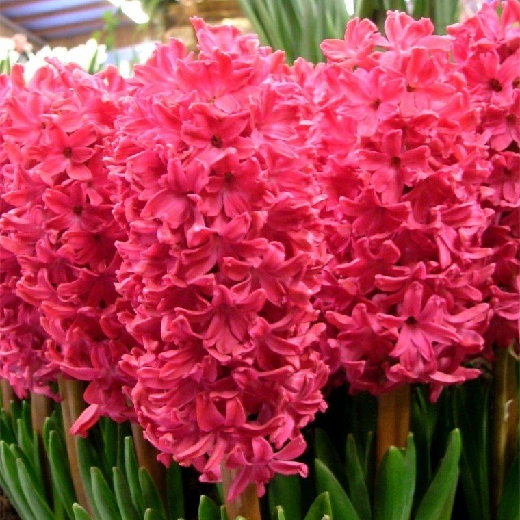 Hyacinthus Anne Marie Sümbül Soğanı (3 adet)