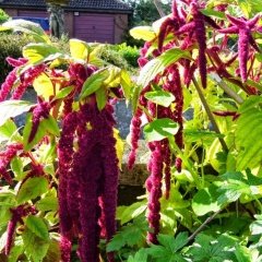 Sarkan Kırmızı Amaranthus(Horoz İbiği) Çiçeği Tohumu (100 tohum)