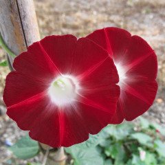 Kırmızı Scarlet Gündüz Sefası Çiçeği Tohumu(20 tohum)