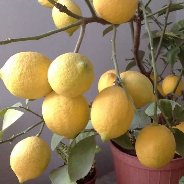 Tüplü Yoğun Kokulu Özel Üretim Finike Beyaz Limon Fidanı