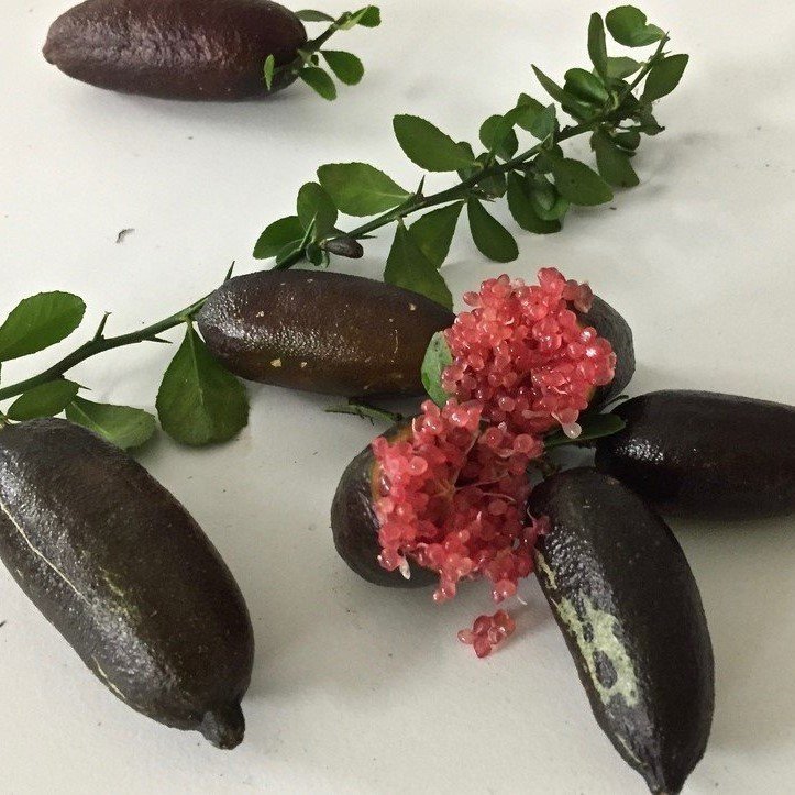 Tüplü Havyar Limon Mia Rose Doğal Finger Lime Fidanı(Meyve Verme Yaşında)