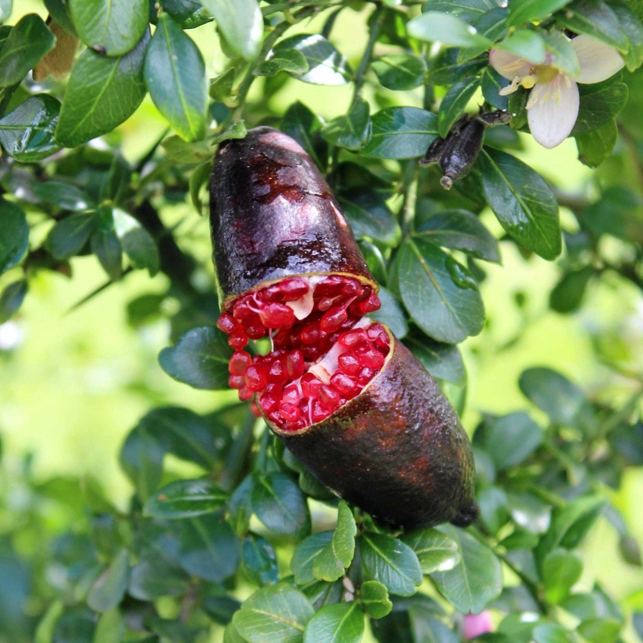 Tüplü Havyar Limon Sunrise Kırmızı Finger Lime Fidanı (Meyve Verme Durumunda)