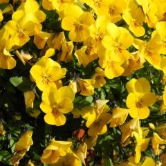 Sarı Hercai Dev Menekşe Çiçeği Tohumu (50 tohum)