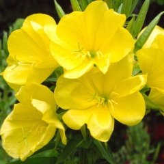 Sarı Ezan Çiçeği Tohumu(100 Tohum)