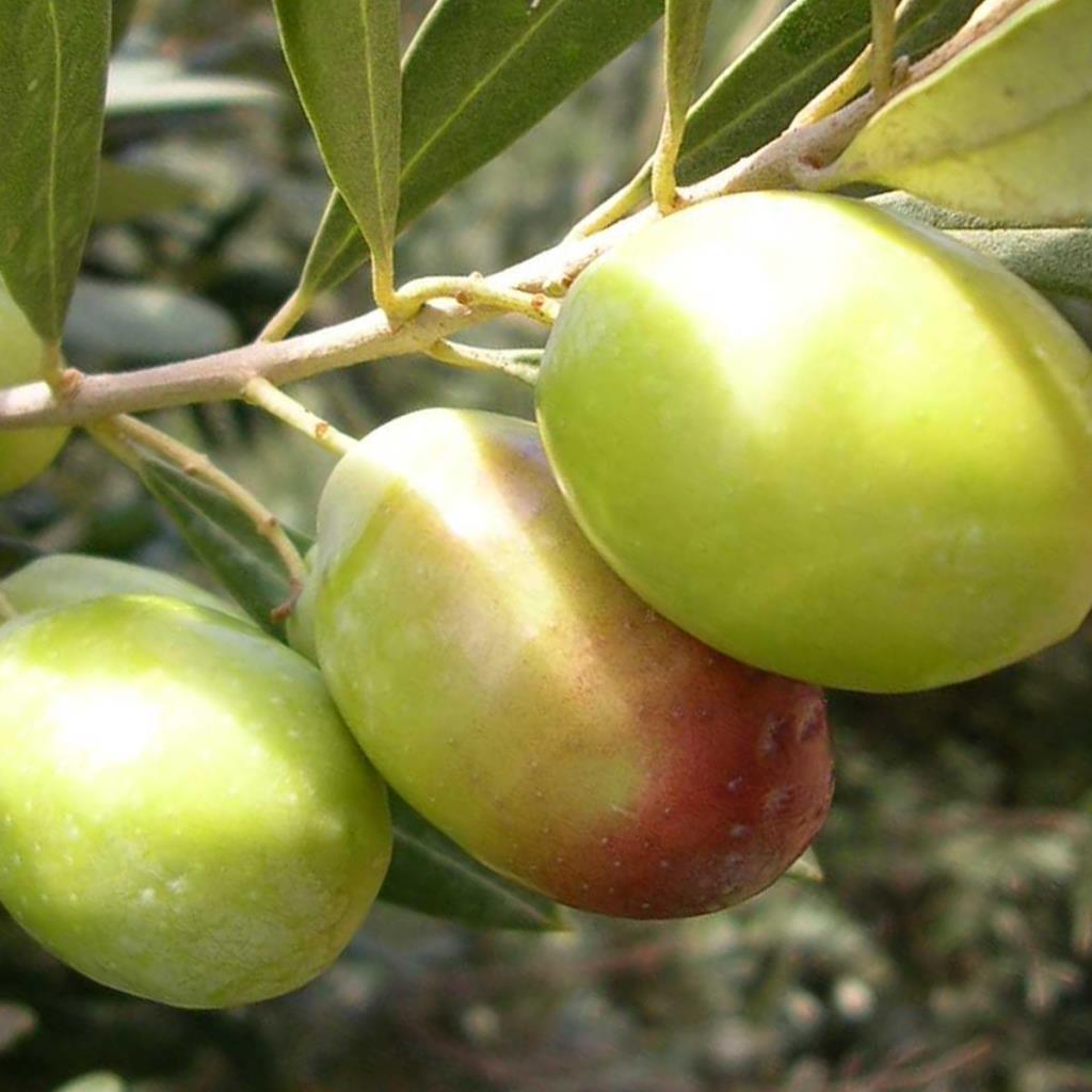 Dolmalık Orta Boy Yeşil Domat Zeytini (5 kg)