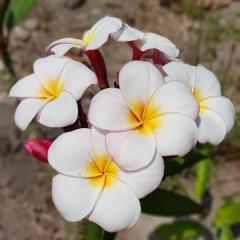 Hoş Kokulu Mini White Plumeria Fidanı (20-50 cm)