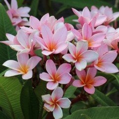 Hoş Kokulu Gemini Plumeria Fidanı (20-50 cm)